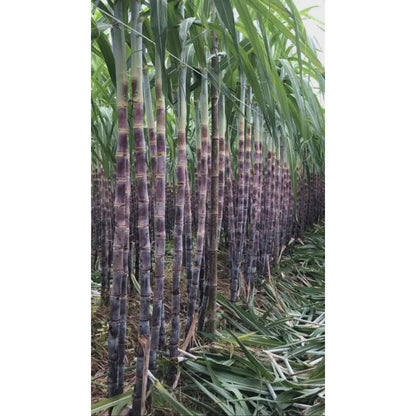 40Pcs Sugar Cane Seeds Simple To Care For And Ideal For Garden Borders And Large Landscape Edge Plantings