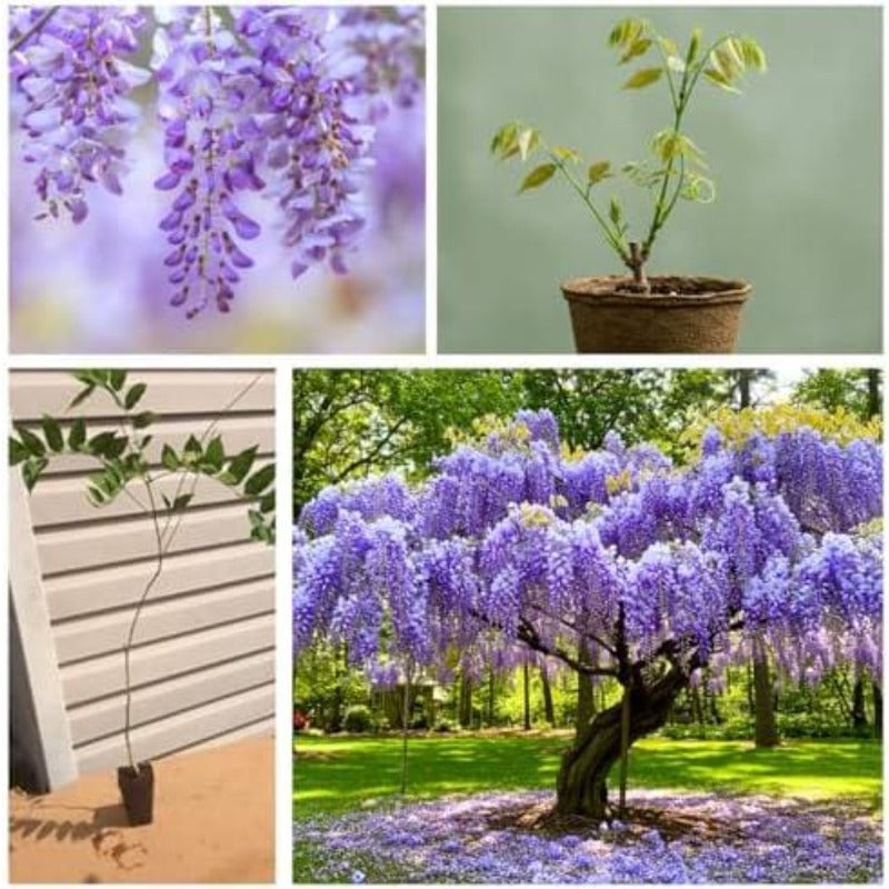 10pcs Lush Growing Pollinator Wisteria for Garden with Wisteria Seeds