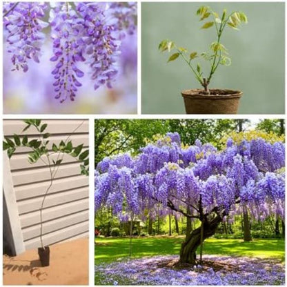 10pcs Lush Growing Pollinator Wisteria for Garden with Wisteria Seeds