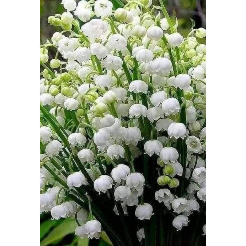 145Pcs Lily of The Valley Seeds pair well with taller ornamental plants to enrich multi-layered shaded garden landscape structure