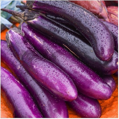 200pcs Novice Friendly Eggplant Seeds grow with stable inherent growth traits for consistent bushy form and seasonal growth renewal habit