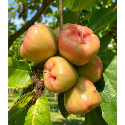 91Pcs Wax Apple Tree Seeds Tropical Fruit Plant for Balcony Gardens