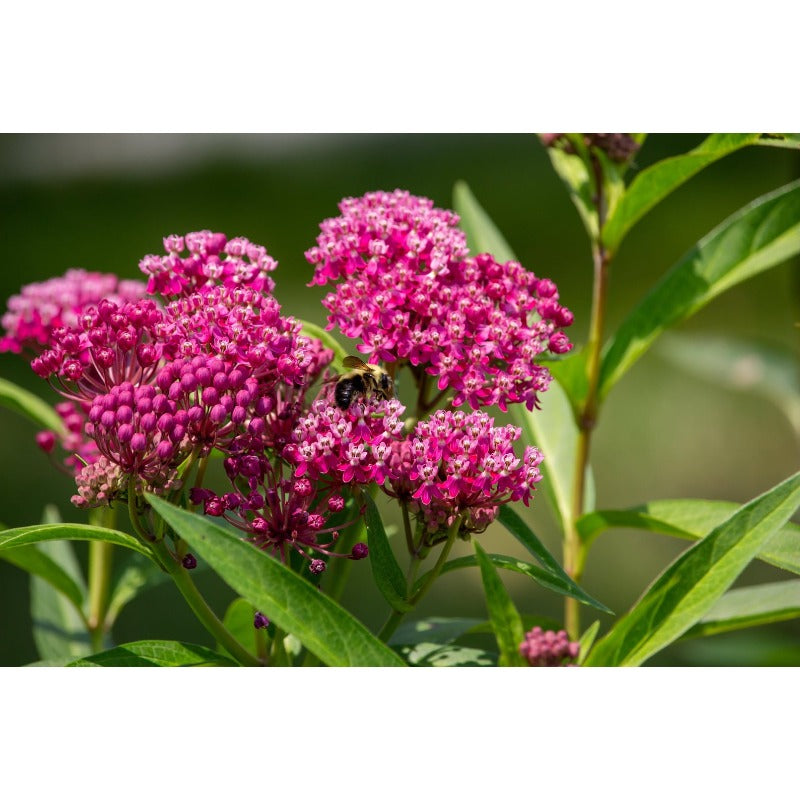 200pcs Milkweed Seeds Friendly for new gardeners grow into full upright clumps with elegant seasonal bloom characteristics