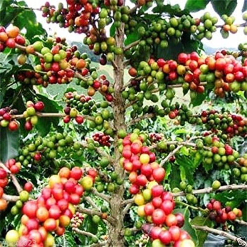 28Pcs Coffee Seeds Easy To Grow Works Well As Background Greenery In Landscape Designs