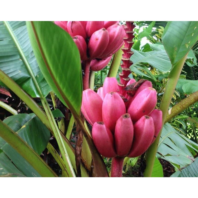 100Pcs Seeds Pink Ornamental Banana Perennial Tree Non GMO