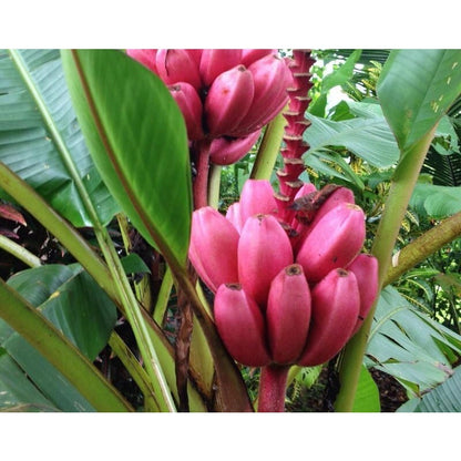 100Pcs Seeds Pink Ornamental Banana Perennial Tree Non GMO
