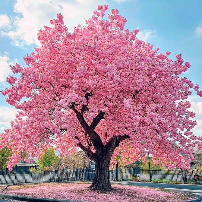 30pcs Cherry Blossom Tree Seeds Heirloom Non-GMO Outdoor Garden Seeds