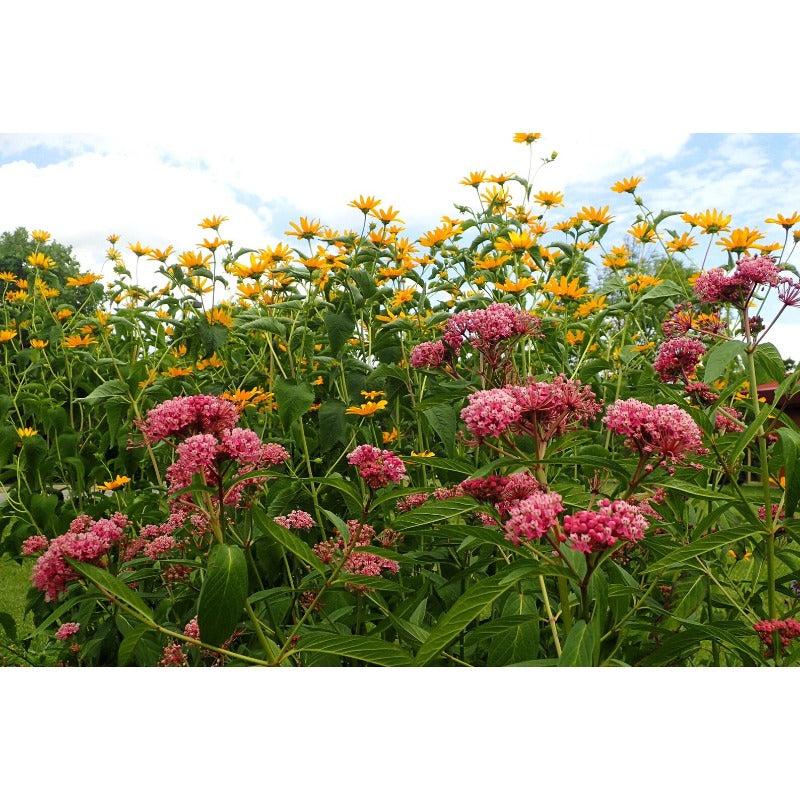 200pcs Milkweed Seeds Friendly for new gardeners grow into full upright clumps with elegant seasonal bloom characteristics