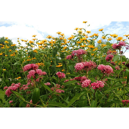 200pcs Milkweed Seeds Friendly for new gardeners grow into full upright clumps with elegant seasonal bloom characteristics