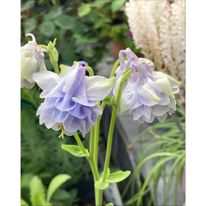 200pcs Double Purple Columbine Seeds  Shade Loving Perennial, Cottage Garden Flowers
