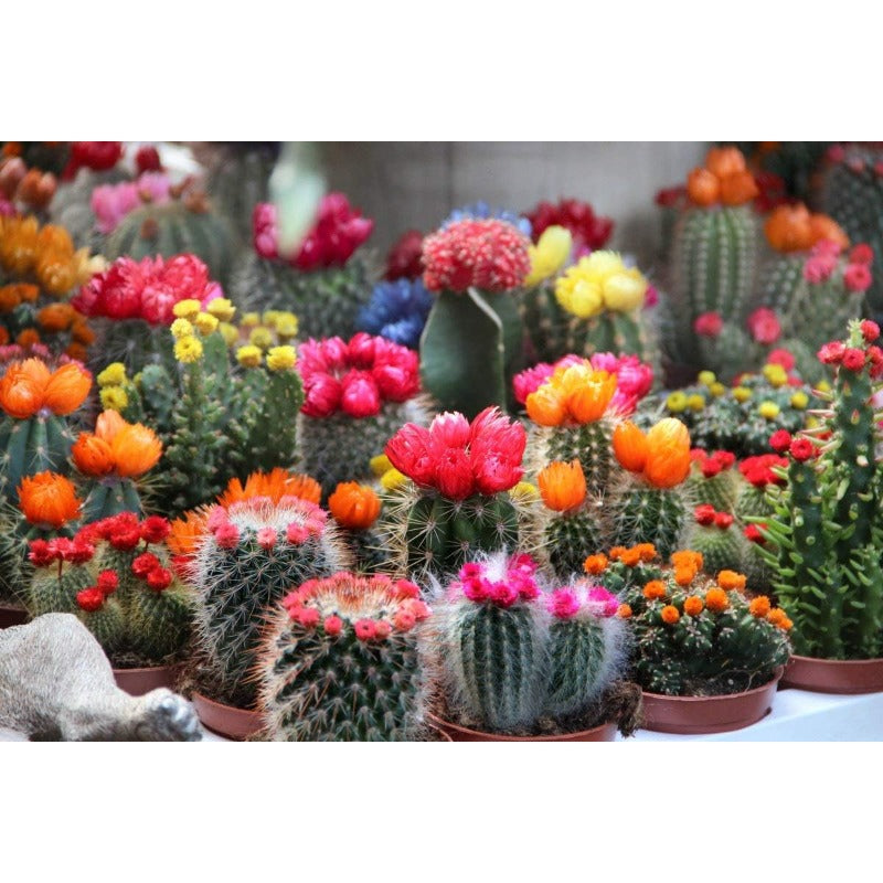 100pcs Cactus Seeds Friendly for new gardeners grow into full compact sculptural form with steady seasonal growth renewal