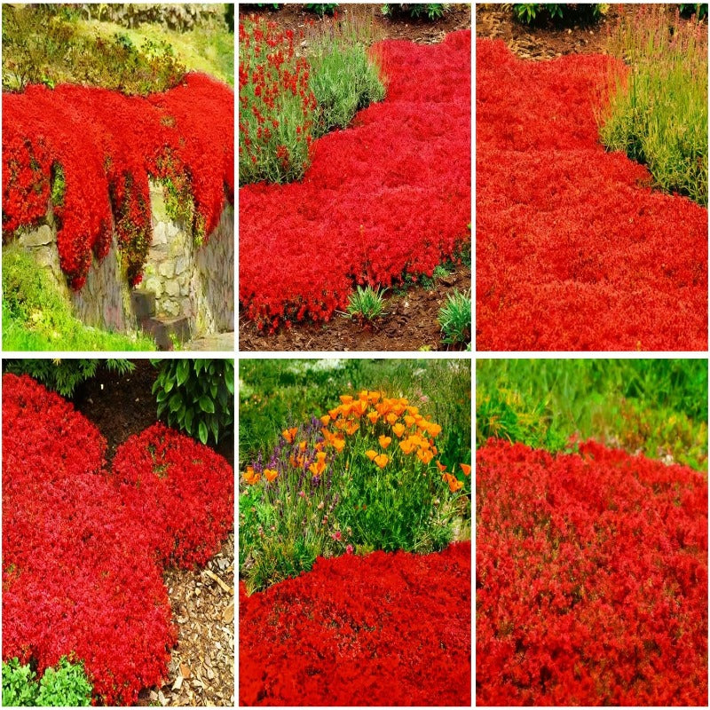 500pcs Red Creeping Thyme Seeds Ground Cover,Thyme Seeds for Planting Indoors,Thymus Seed Perennial Flower Non-GMO Heirloom for Home Garden