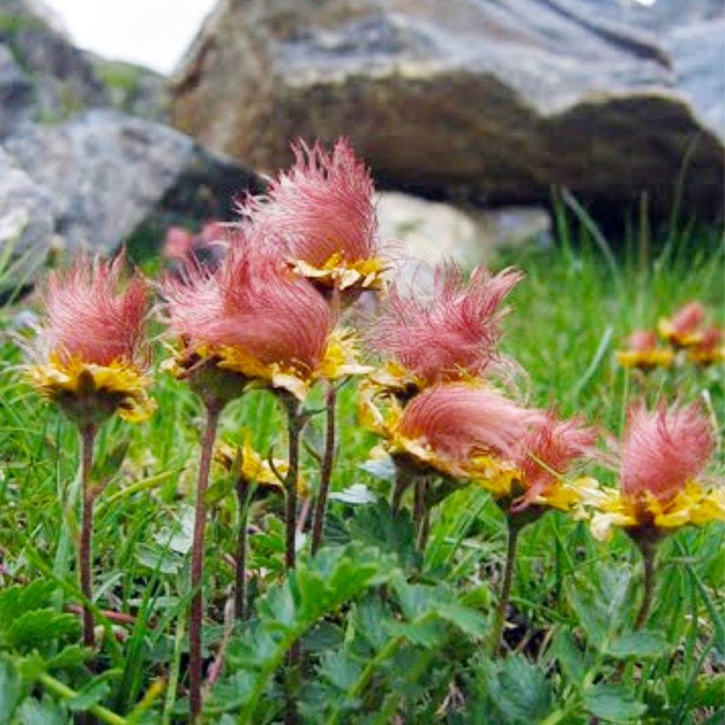 100pcs Prairie Smoke Seeds Friendly for new gardeners grow into full neat low mounded clumps with prolonged seasonal ornamental features