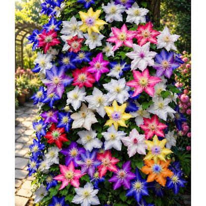 96Pcs Clematis Flowcer Vine Seeds Mixed Colors – Large Bloom Perennial Climbing Vine for Outdoor Gardens, Trellis, Fence & Arbor Flowers