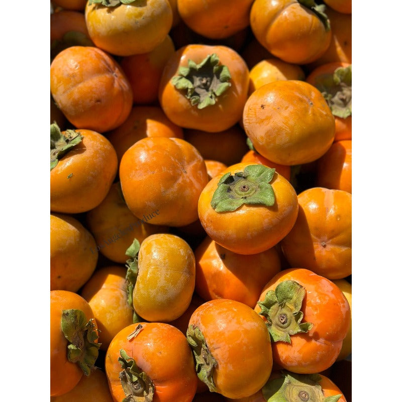 50Pcs Easy Growing Persimmon Seeds develop thick layered canopy with minimal routine trimming and seasonal upkeep
