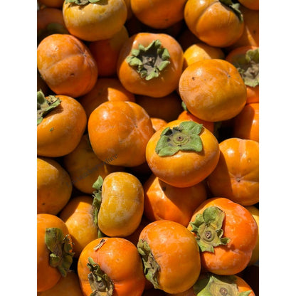 50Pcs Easy Growing Persimmon Seeds develop thick layered canopy with minimal routine trimming and seasonal upkeep