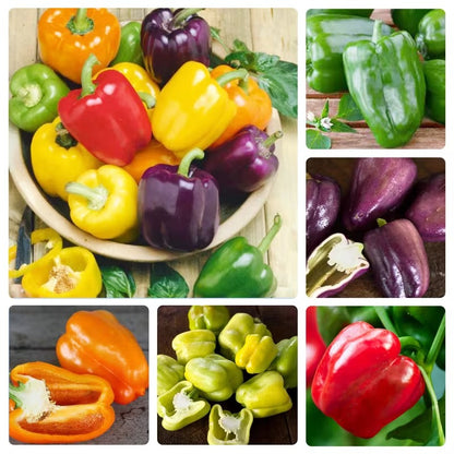 200pcs Pepper Seeds Friendly for new gardeners grow into full neat rounded bushy clumps with steady seasonal development