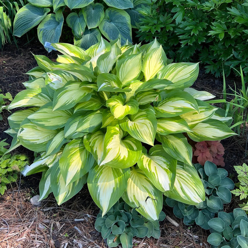 100 Rare Mixed Color Hosta Flower Seed for Planting Outdoors Garden