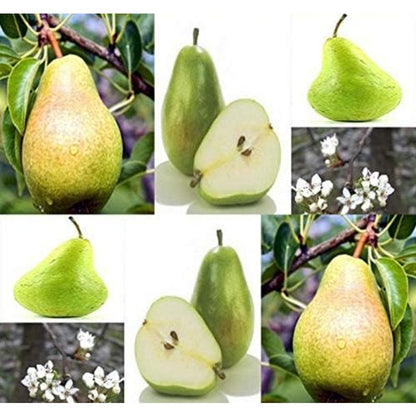 41Pcs Perfect for planting Pear Seeds low maintenance and suitable for all skill levels of home landscape tree planting enthusiasts