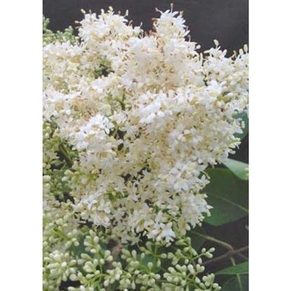 40Pcs Great For Natural Looking Yard Greenery Lilac Seeds Easy To Grow With Authentic Form