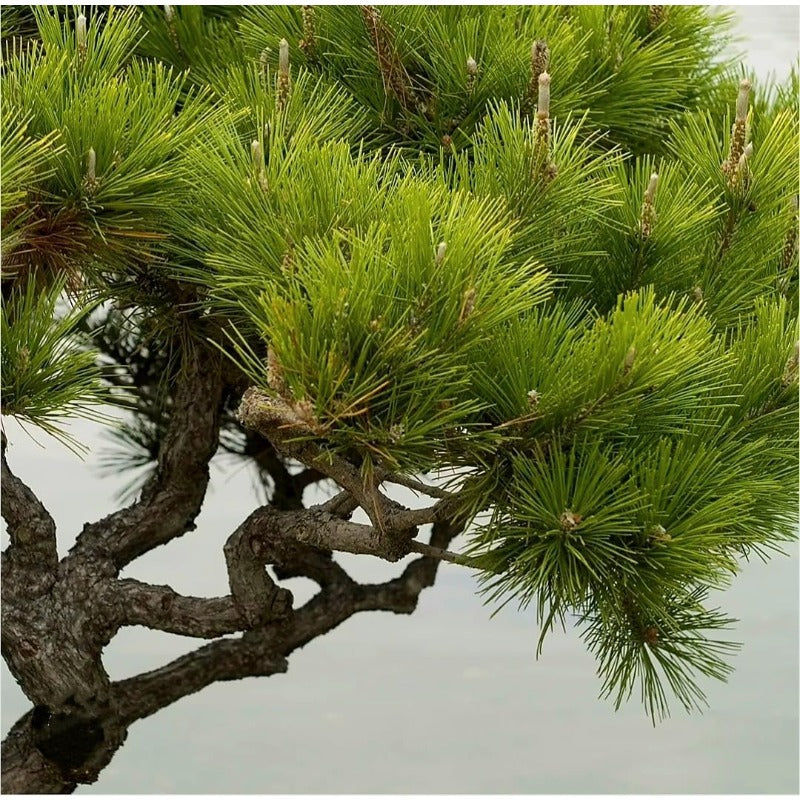 89Pcs Pine Tree Seeds for Planting, Thunberg Pine Evergreen Bonsai Seeds, Ornamental Hardy Conifer Tree Seed for Zen Garden Backyard Home Landscaping