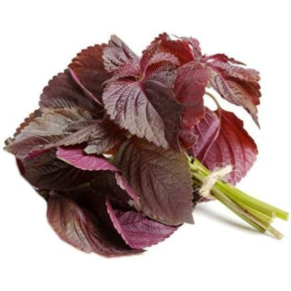 100pcs Perilla Seeds Convenient for Cultivation adapt calmly to regular ambient temperature changes