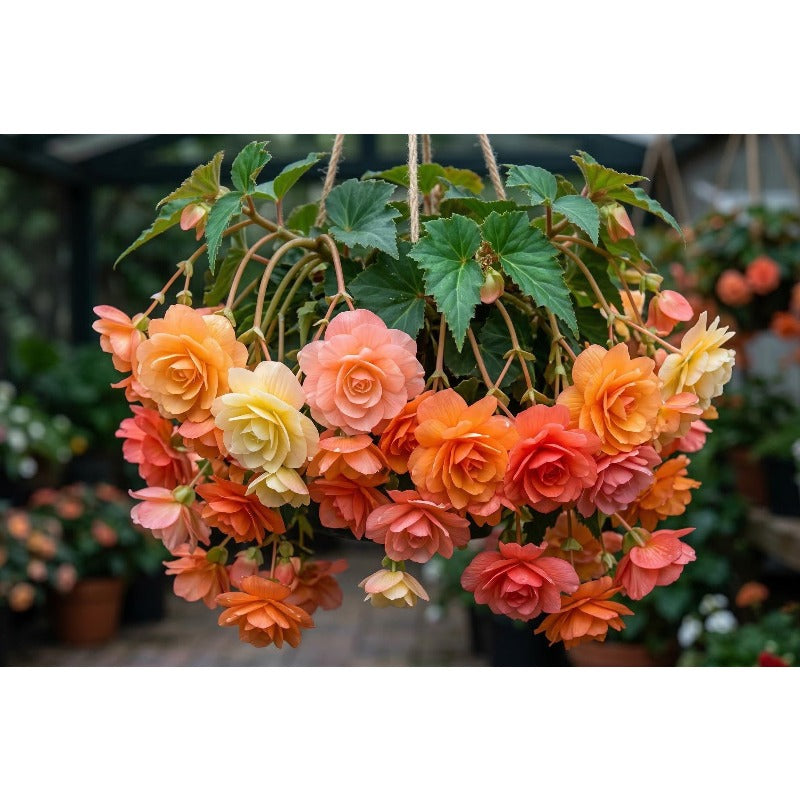 Rainbow Weeping Begonia 300Pcs Seeds Colorful Trailing Flowers for Hanging Baskets