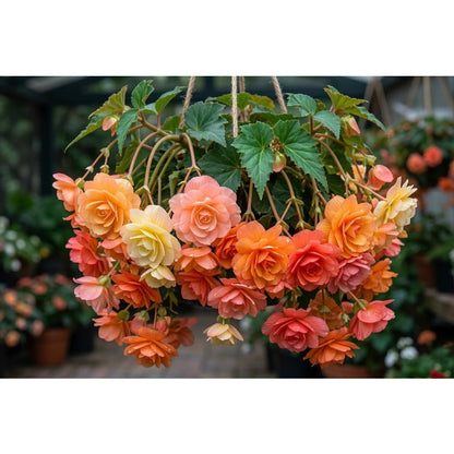 Rainbow Weeping Begonia 300Pcs Seeds Colorful Trailing Flowers for Hanging Baskets