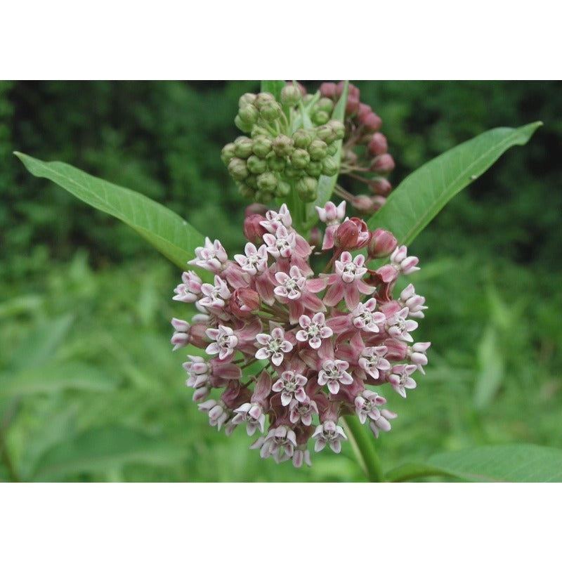 185Pcs Milkweed Seeds Easy to Grow and Care for perfect for spacious outdoor yards and rustic courtyard decorative layout