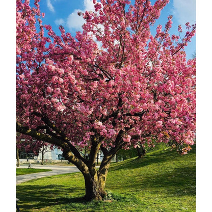 30pcs Cherry Blossom Tree Seeds Heirloom Non-GMO Outdoor Garden Seeds
