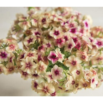 493Pcs Creeping Phlox Seeds Simple for planting form continuous dense mats in sunny garden zones and rocky courtyard areas