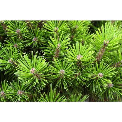 90Pcs Pine Seeds perfect for mass sowing in yard vacant margins, open lot spots and large garden corners