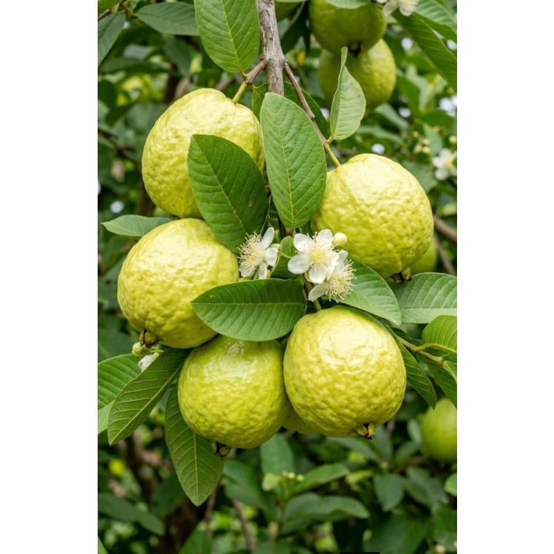 88Pcs Guava Seeds pair well with low ornamental plantings to enrich multi-layered courtyard landscape structure