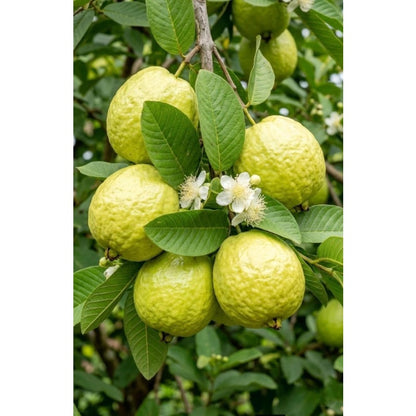 88Pcs Guava Seeds pair well with low ornamental plantings to enrich multi-layered courtyard landscape structure