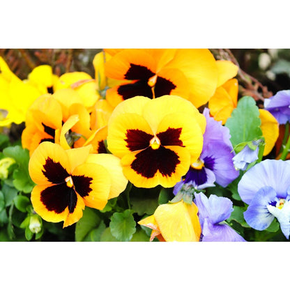 110pcs Pansy Seeds Simple To Plant With Cold Tolerant Traits For Outdoor Growing