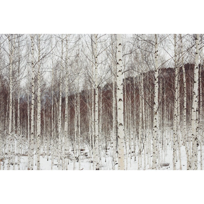 96Pcs Birch Tree Seeds Convenient to Grow mature naturally into balanced graceful tree shape with steady branch spreading tendency