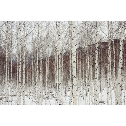 96Pcs Birch Tree Seeds Convenient to Grow mature naturally into balanced graceful tree shape with steady branch spreading tendency