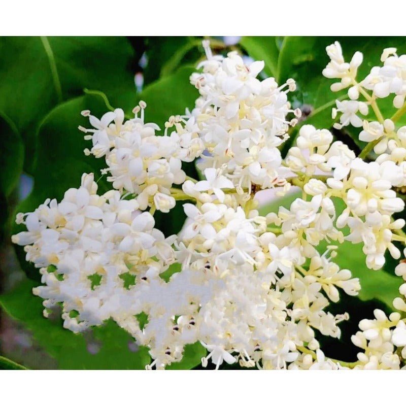 49Pcs Lilac Seeds Easy To Grow Ideal For Creating A Warm Inviting Outdoor Atmosphere