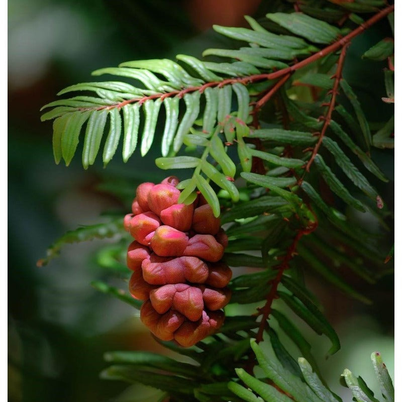 96Pcs Redwood Tree Seeds Perfect for beginner sowing adapt well to large container cultivation and open yard feature placement