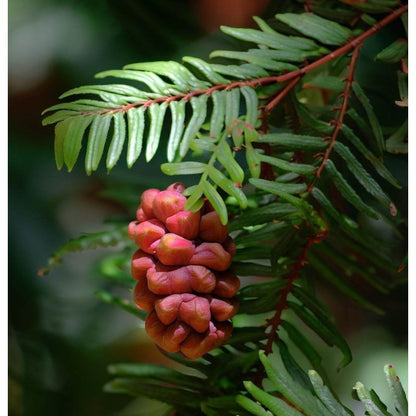 96Pcs Redwood Tree Seeds Perfect for beginner sowing adapt well to large container cultivation and open yard feature placement
