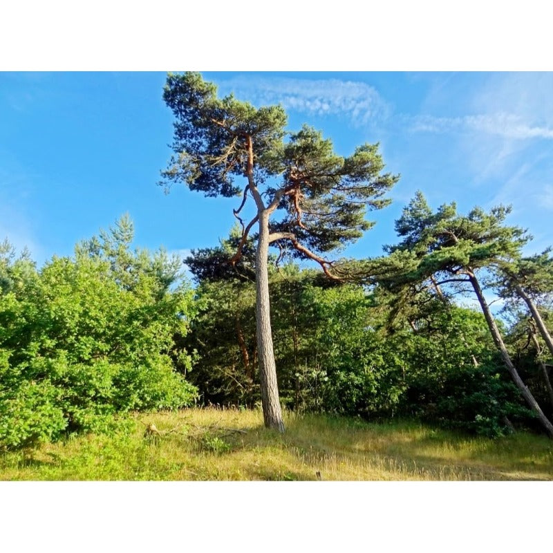 80Pcs Straightforward Planting Pine Seeds great for first time growers and large landscape planting lovers