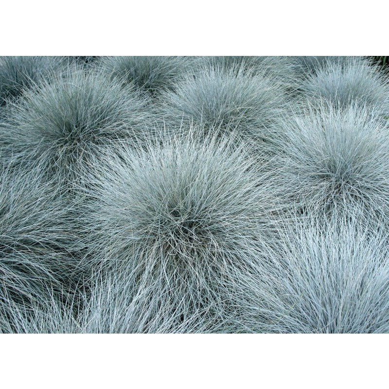 500Pcs Beginner Friendly Fescue Seeds fill sparse bare ground spots in newly arranged yard and garden layouts