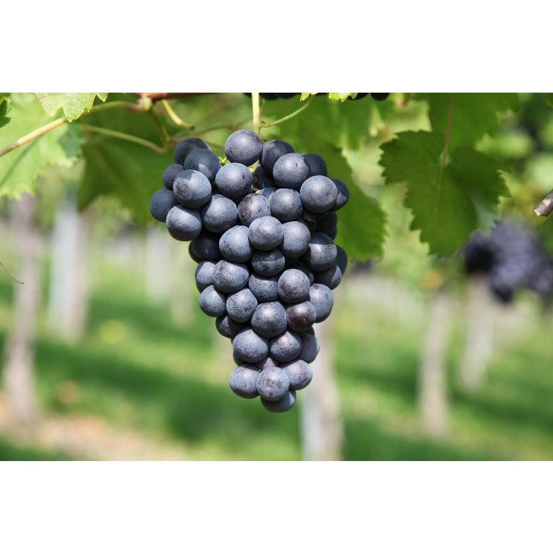50pcs Grape Seeds Easy To Grow Works Well In Temperate Climate Gardens With Warm Summers And Mild Winter Conditions