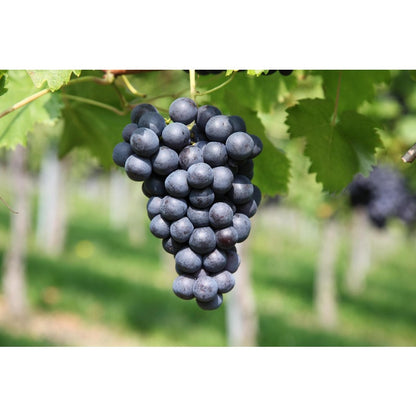 50pcs Grape Seeds Easy To Grow Works Well In Temperate Climate Gardens With Warm Summers And Mild Winter Conditions
