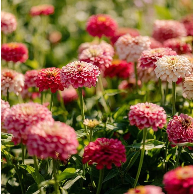 Strawberries and Cream Zinnia 174Pcs Seeds Easy-to-Grow