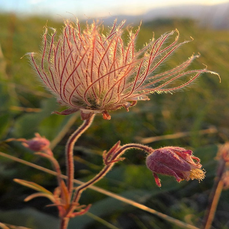 96Pcs Prairie Smoke Seeds Fit for home planting hold extended seasonal ornamental cycles for lasting landscape layout value