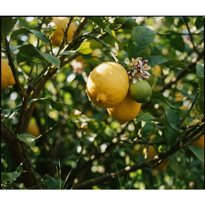 30pcs Heirloom Lemon Seeds Non-GMO Citrus Bonsai Fruit Tree Garden Planting