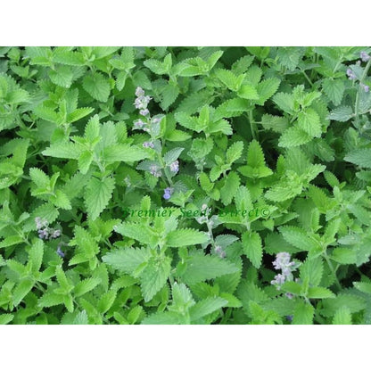 980Pcs Catnip Seeds Fit for home planting hold consistent seasonal growth cycles for lasting landscape layout value