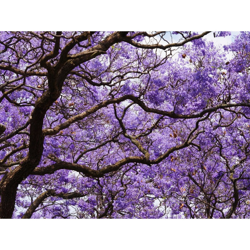 46Pcs Quick To Sprout Jacaranda Tree Seeds Ideal For Reducing Weeds With Dense Canopies