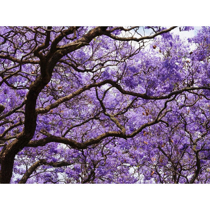46Pcs Quick To Sprout Jacaranda Tree Seeds Ideal For Reducing Weeds With Dense Canopies